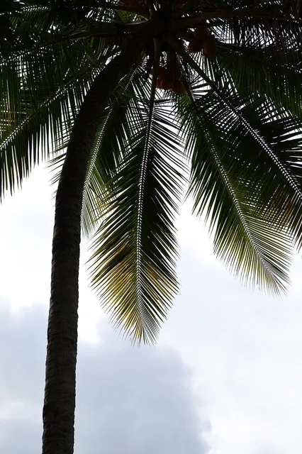 COCONUT IS THE NEW BLACK