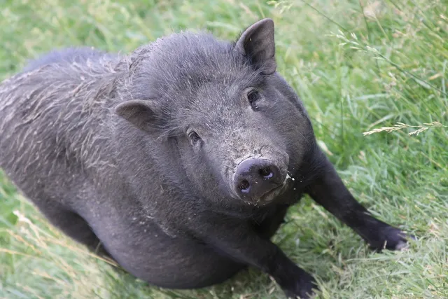 BACON & PULLED PORK BO SSAM PACK $988/PACK (4PPL)
