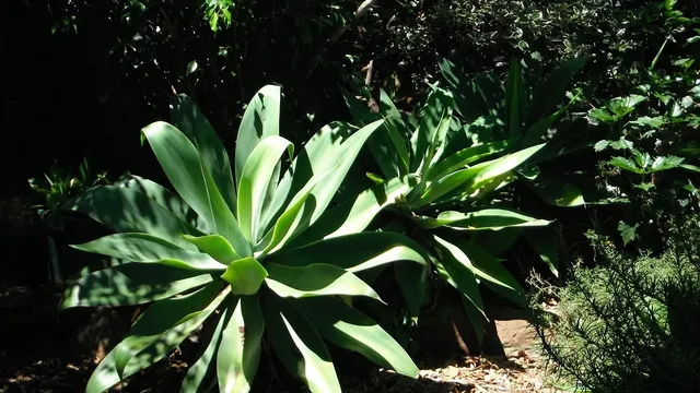 OCHO BLANCO TEQUILA 2018