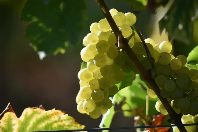 Nikolaihof Riesling