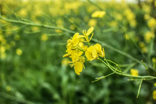 Creole Mustard