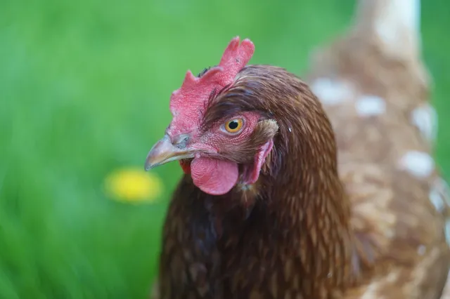 French Spring Chicken