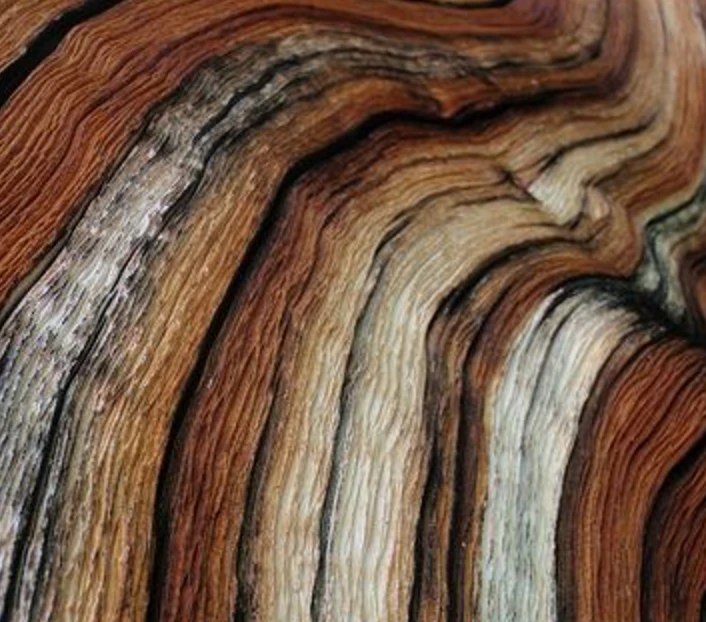 WOOD EDUCATION
