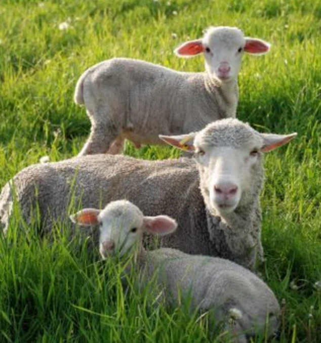 LAMB EDUCATION