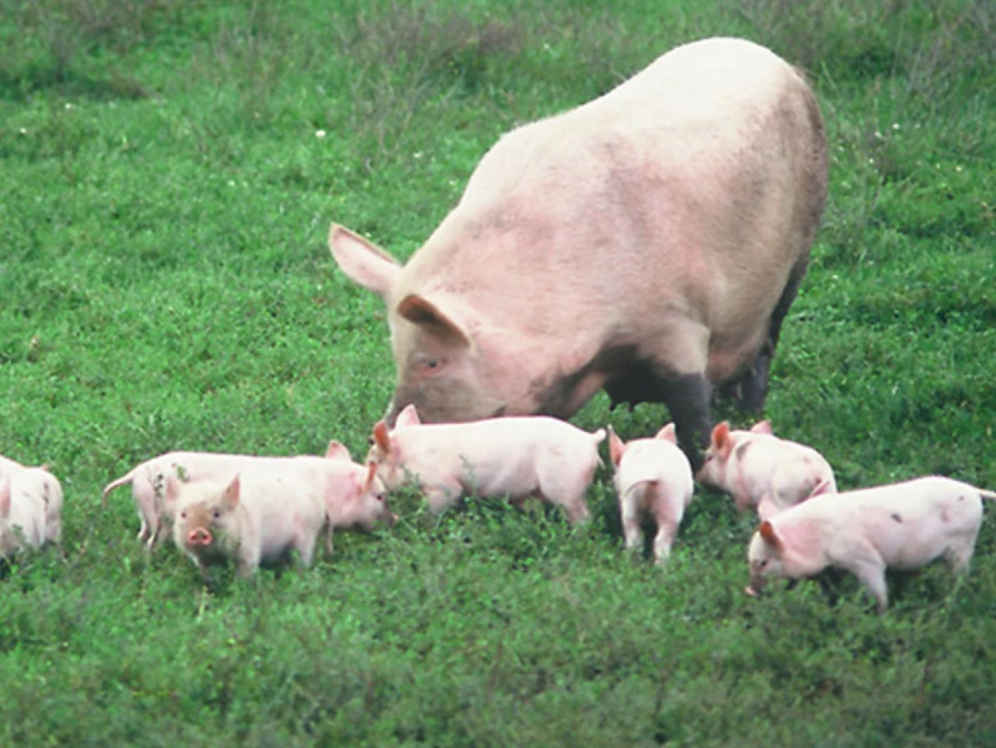 PORK EDUCATION