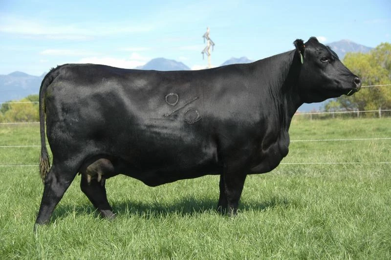 CATTLE EDUCATION