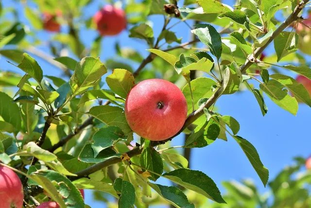NEONOTIC! APPLE AUNTIE CIDER
