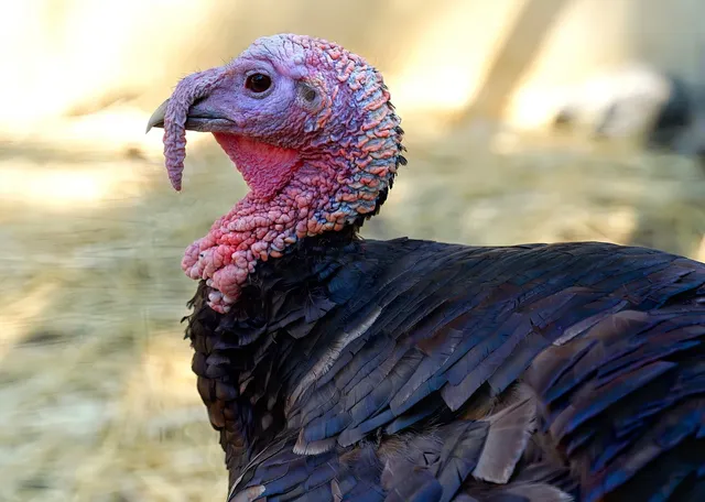 Turkey