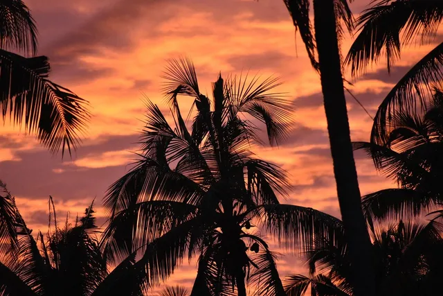 COCONUT IS THE NEW BLACK