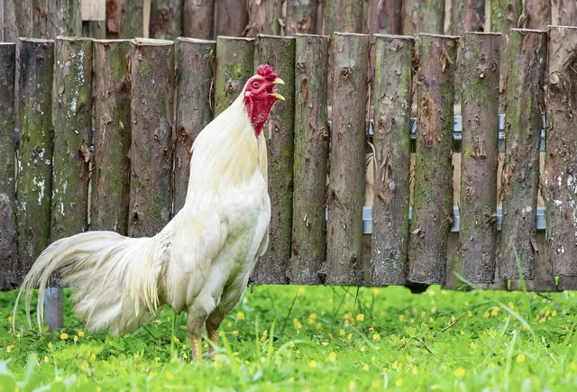 MT BARKER CHIKEN MID-JOINT WING AUS 400G (3PK FROZEN) $230